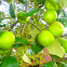 india apple..