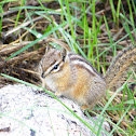 Uintas Chipmunk
