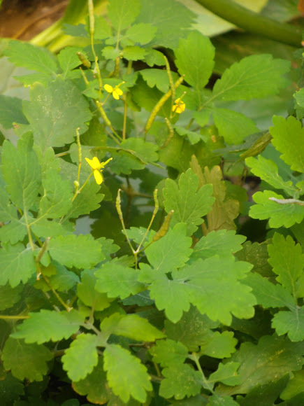 Spotting Image 1