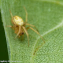 Six-spotted orbweaver