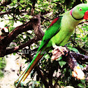 Rose-ringed Parakeet