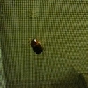 June bug