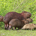Capybara
