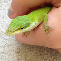 Green anole (or Carolina anole)
