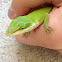 Green anole (or Carolina anole)
