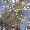 Prickleback Fish