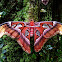 Atlas moth