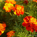 Marigold