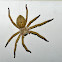 Golden Huntsman Spider
