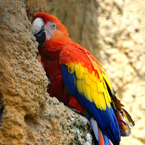 Scarlet Macaw by JenWil   - Animals Birds