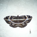 Geometrid Moth
