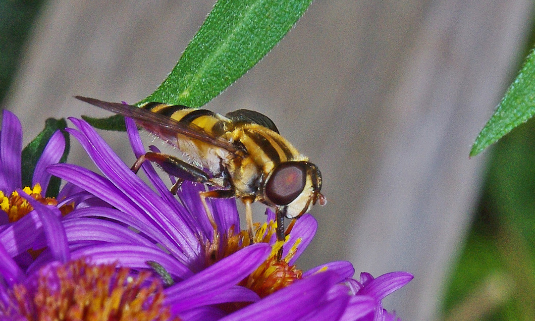 Hover Fly aka Flower fly