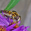 Hover Fly aka Flower fly