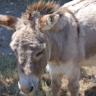 Donkey
