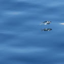 Flying fish