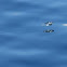 Flying fish