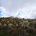 Frailejon