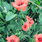 Common Poppy