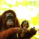 Bornean Orang-utan