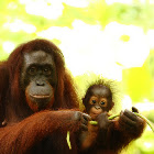 Bornean Orang-utan
