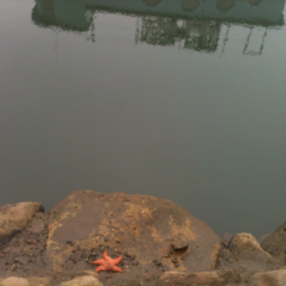 Spotting Image 1