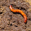 Wireworm
