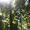 Red oak