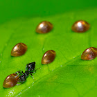 Insect Eggs
