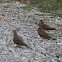 Mourning Dove