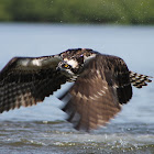 Osprey