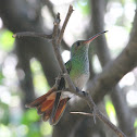 Hummingbird