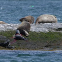 Harbor Seal- birth of pup
