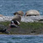 Harbor Seal- birth of pup