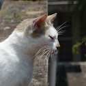 Domestic cat