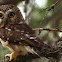 Northern Saw-whet Owl