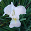 Lirio blanco