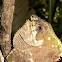 Corytophanes cristatus