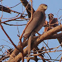 Shikra