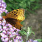 Eastern Meadow Fritillary