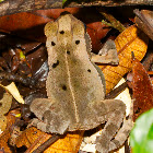 Litter Toad