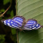 Banded Purple Wing