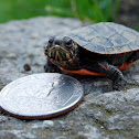 Eastern Painted Turtle