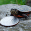 Eastern Painted Turtle