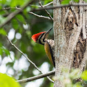 Common Flameback