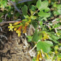 Golden currant