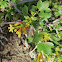 Golden currant