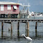Great egret