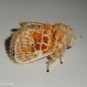 Moth