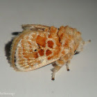 Moth
