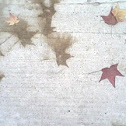 sweetgum